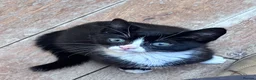 Domestic Shorthair cats for sale: 11 week old male kitten - Advert 7