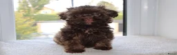 Shihpoo dogs for sale: Chocolate shihpoo’s  - Advert 27