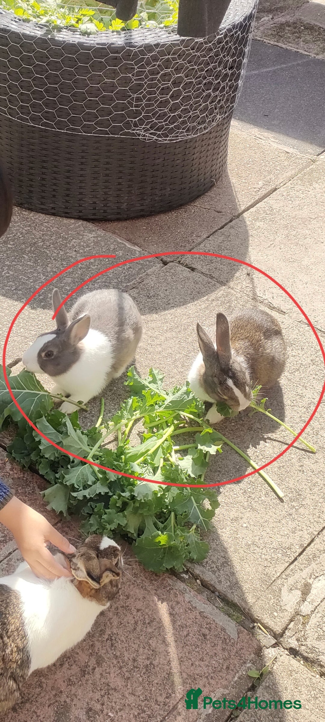 Dutch rabbits for sale: Rabbits  - Image 1