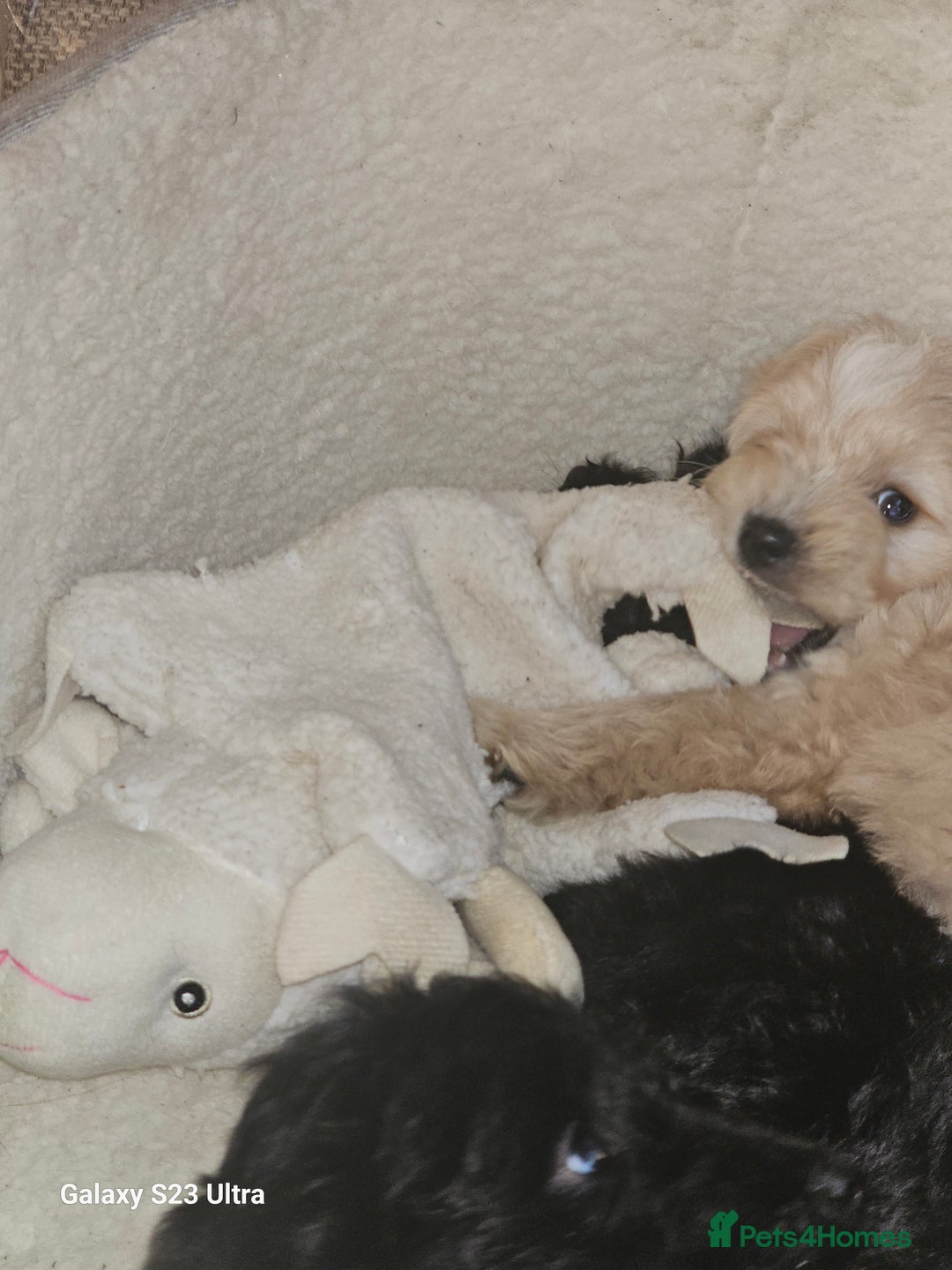 Cockapoo dogs for sale: Beautiful cockapoo babies!  - Image 10