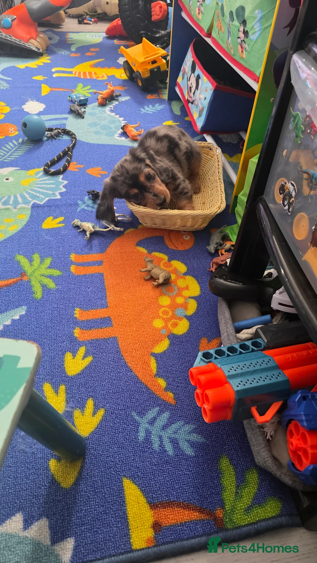 Miniature Dachshund dogs for sale: Miniature Dachshund longhaired puppy - Advert 9