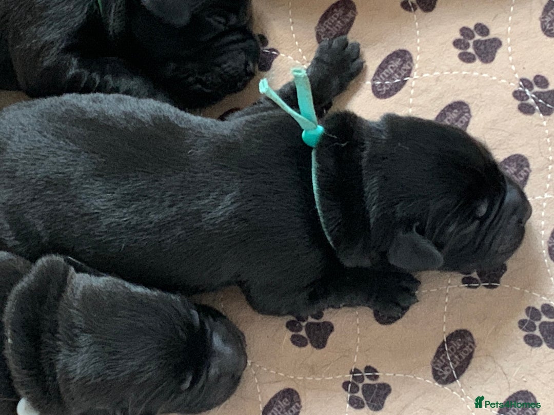 Labrador Retriever dogs for sale: KC registered black Labrador puppies - Image 5