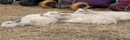 Goats livestock for sale: 3 female Pygmy goats  in Warrington - Advert 3