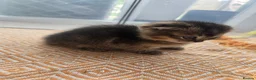 British Shorthair cats for sale: STUNNING! British Shorthair Black Golden Tabbys - Advert 11