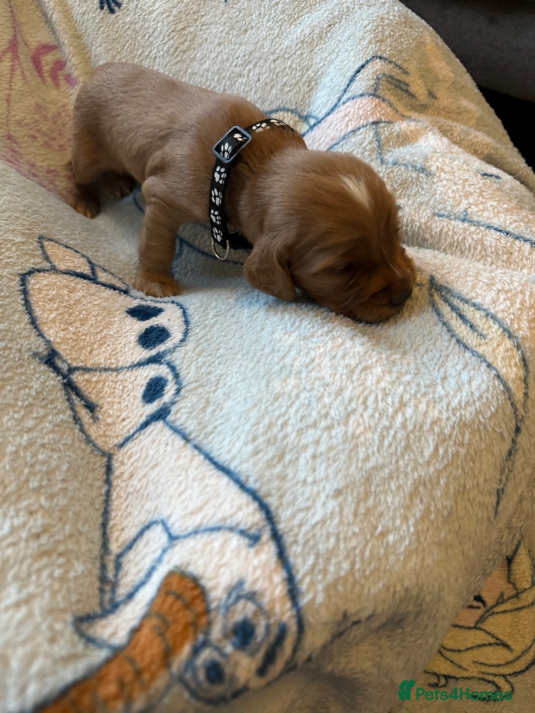 Cocker Spaniel dogs for sale: First and last litter top class red cockers - Image 7