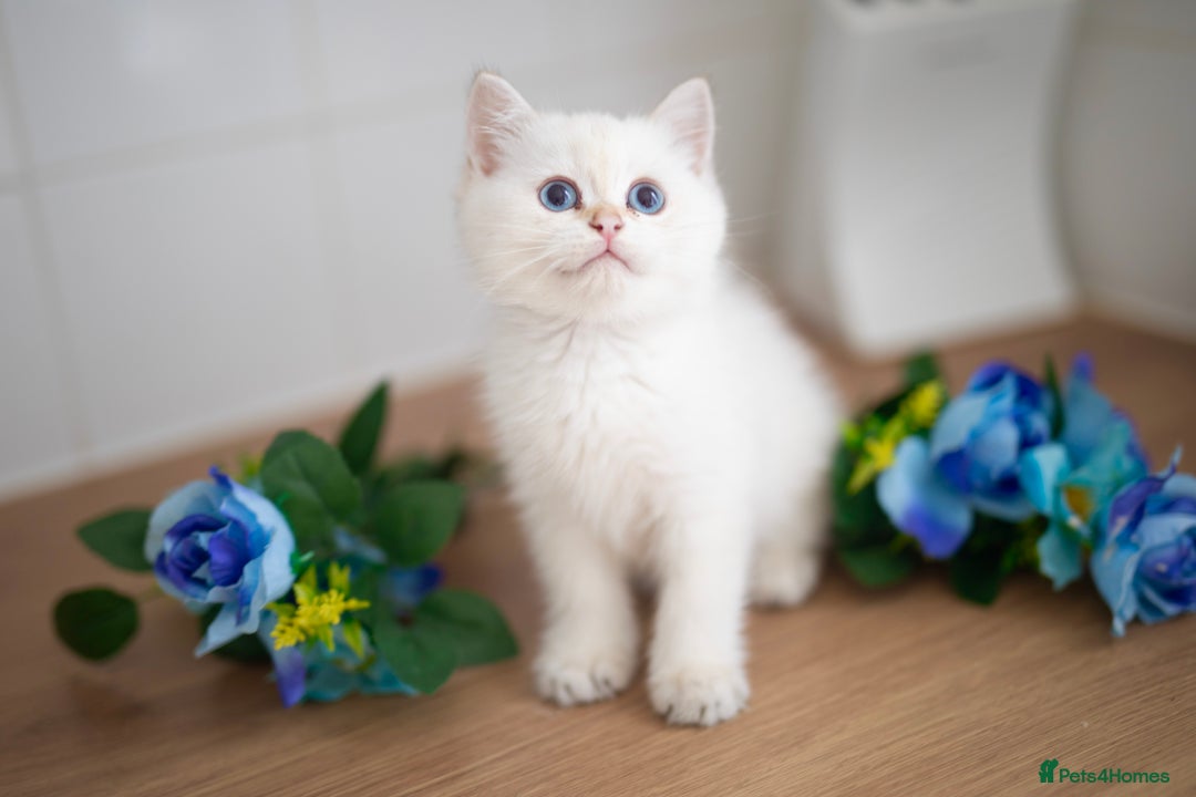 British Shorthair cats for sale: GOLDEN British Shorthair kittens and queen  in Manchester - Image 7