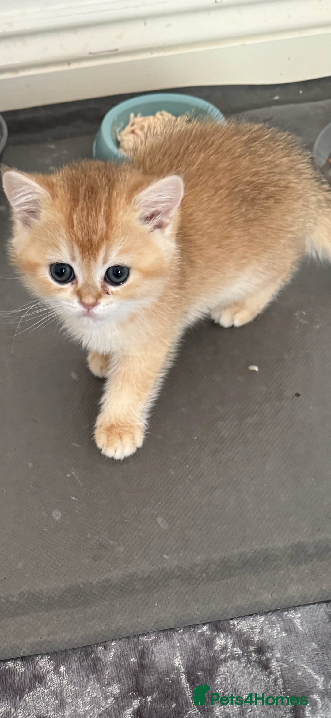 Scottish Fold cats for sale: elite purebred friendly Scottish Fold and Straight - Image 16