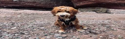 Goldendoodle dogs for stud: Tuxedo Australian Double Doodle - Advert 19