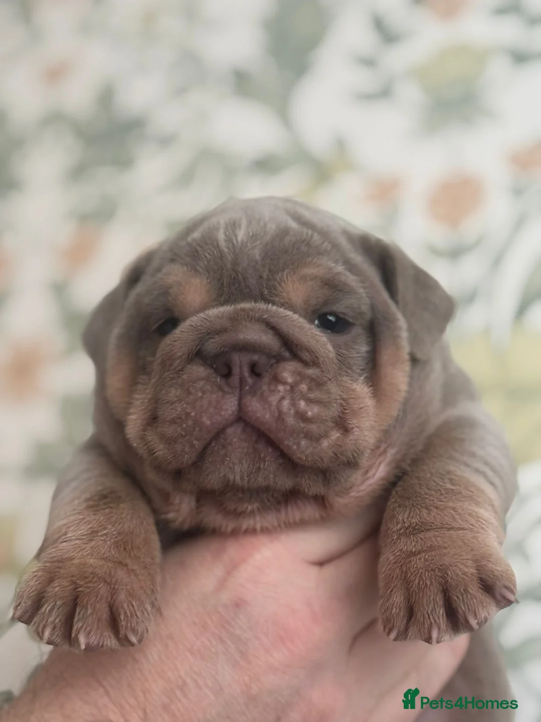 English Bulldog dogs for sale: FULL SUIT ENGLISH BULLDOGS  - Advert 4