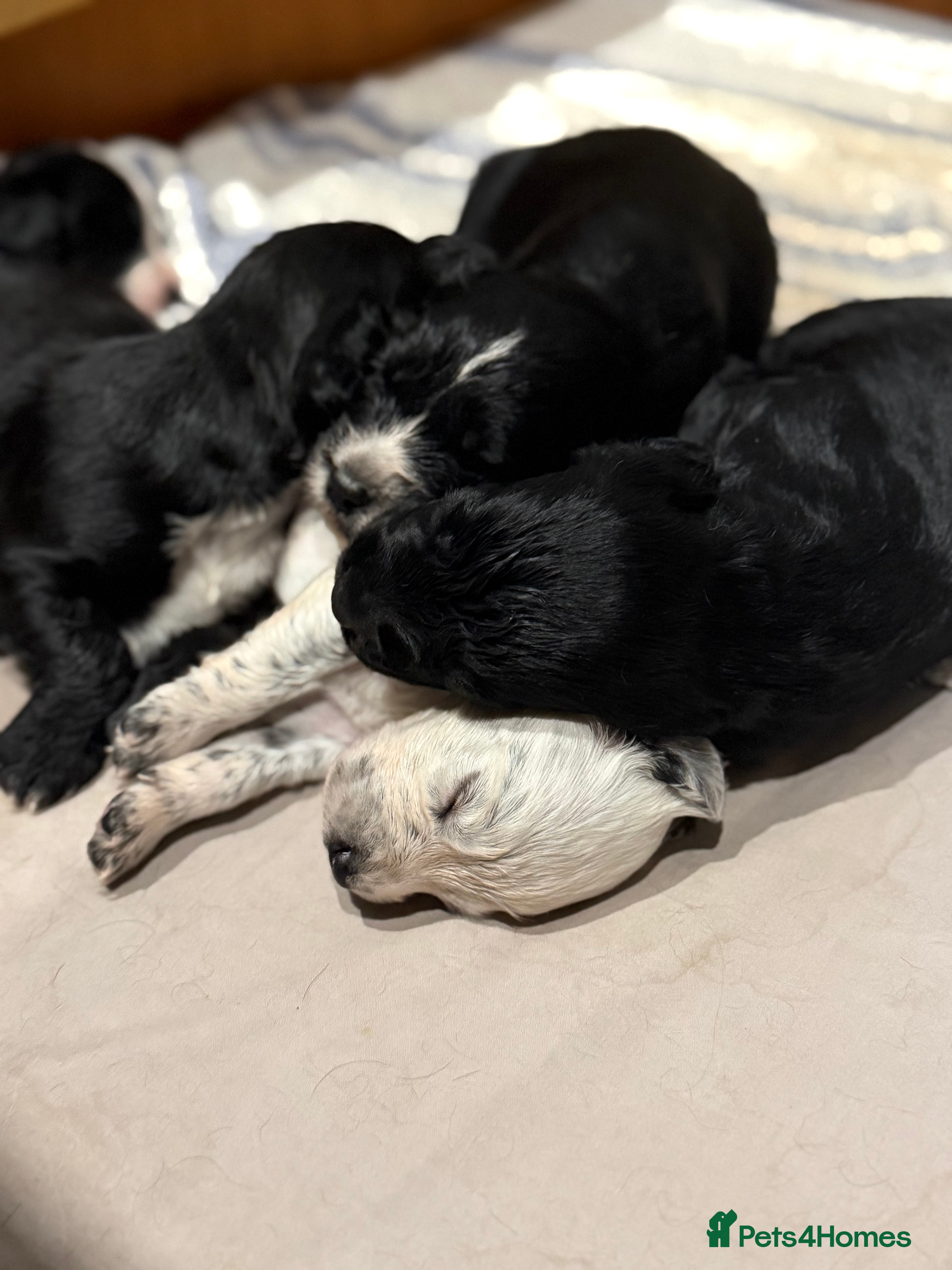 Sprocker dogs Sprocker puppies for sale 🐶  - Advert 7