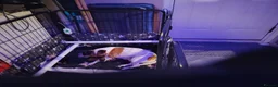 Jackshund dogs for sale: Jackhounds - Advert 2