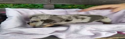 Dachshund dogs for sale: Pure joy looking for new homes  in Benfleet - Advert 9