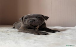 Staffordshire Bull Terrier dogs for sale: BLUEDOGCITY PHARON AT BULLSCAFF X WEDNESDAY ADDAMS - Image 10