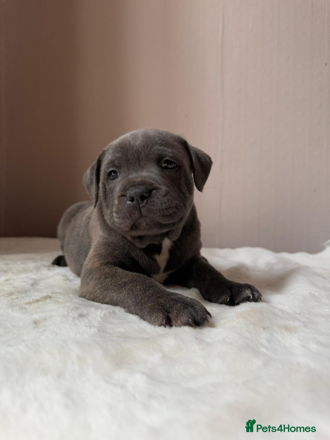 Staffordshire Bull Terrier dogs for sale: BLUEDOGCITY PHARON AT BULLSCAFF X WEDNESDAY ADDAMS - Image 10