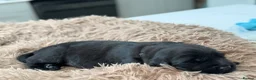 Golden Shepherd dogs for sale: ⭐ Golden Shepherd Puppies | ENS & ESI Raised ⭐ - Advert 35