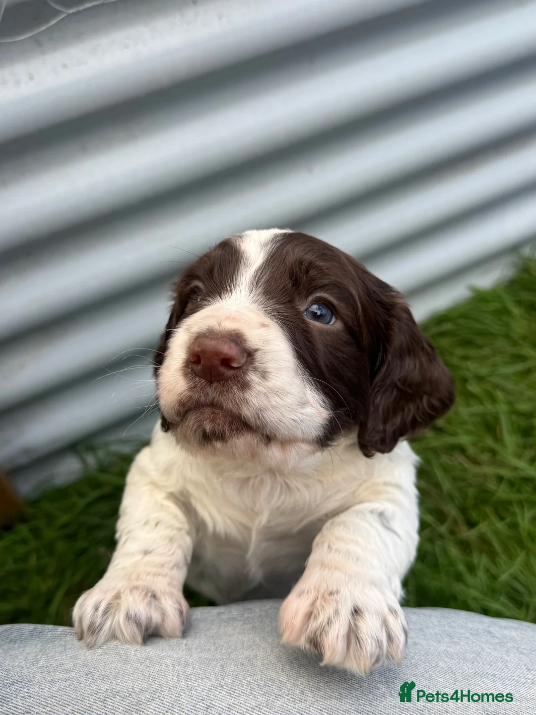Sprocker dogs for sale: Sprocker Spaniel Puppies - Advert 2