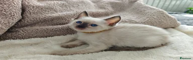 Siamese 2