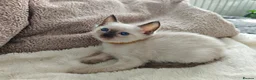 Siamese cats for sale: Siamese male and female kittens for sale ❤️ - Advert 10
