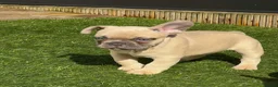 French Bulldog dogs for stud: New Shade & Tan for STUD in Motherwell - Advert 13