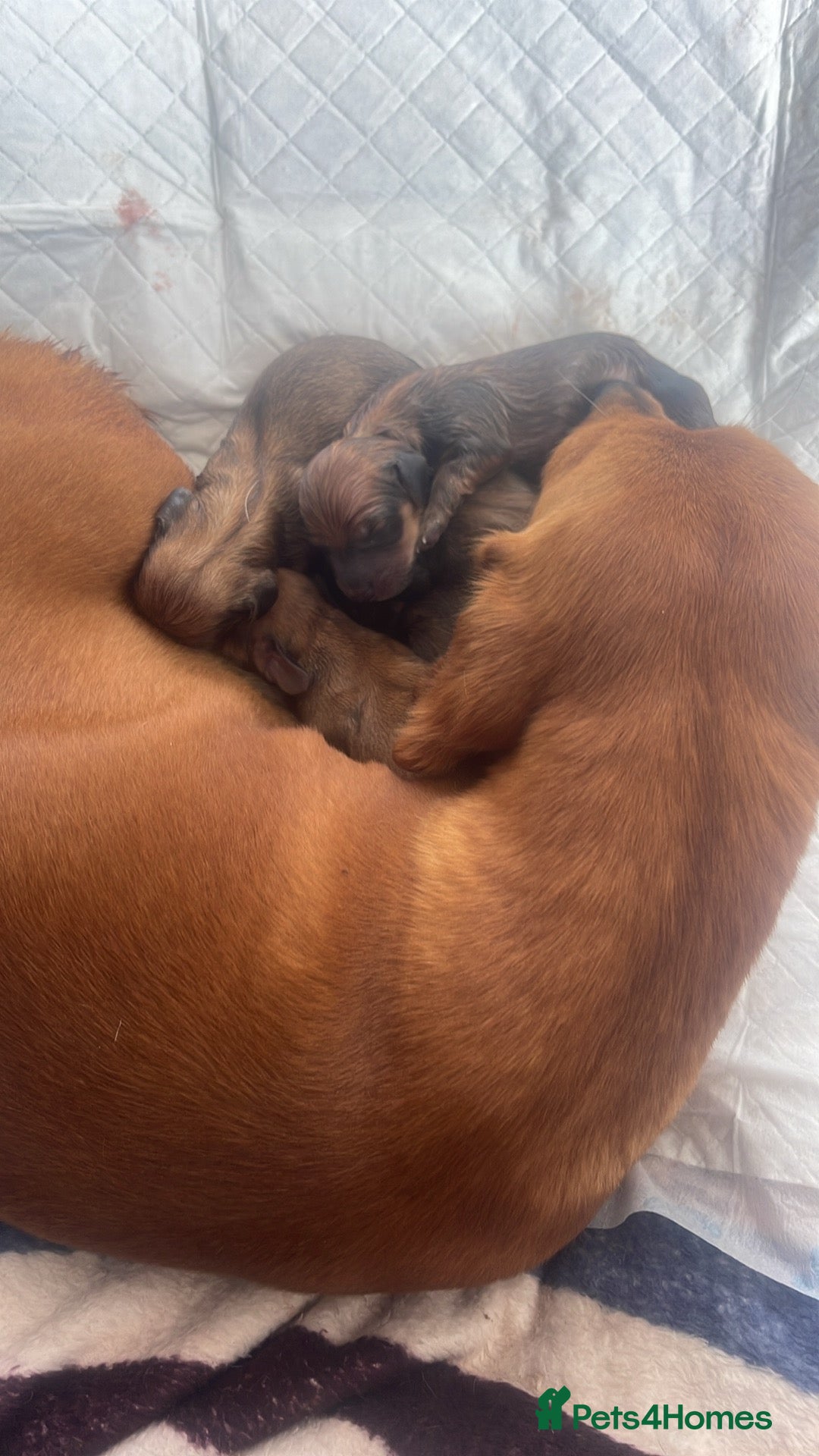 Miniature Dachshund dogs for sale: Pra clear mini smooth dachshund  - Image 14