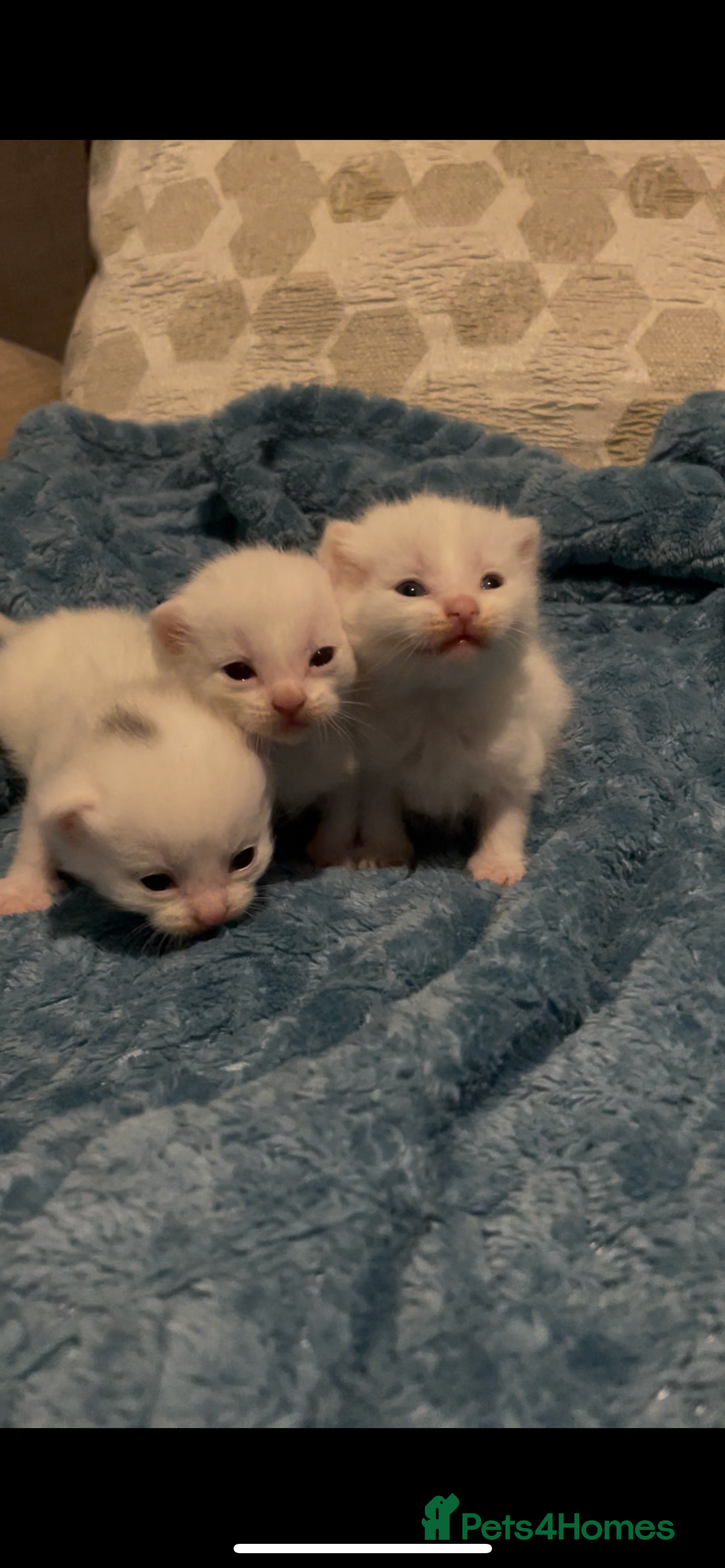Domestic Shorthair cats for sale: Kittens ready to reserve  - Image 2