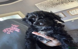 Cockapoo dogs for sale: Cockapoo puppies - Image 12
