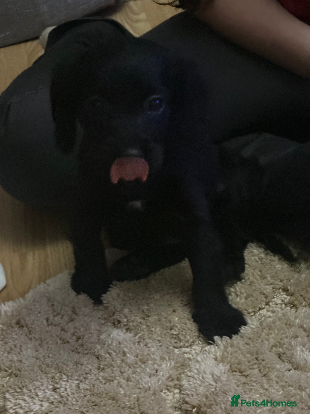 Cockalier dogs for sale: Cockier  - Advert 9