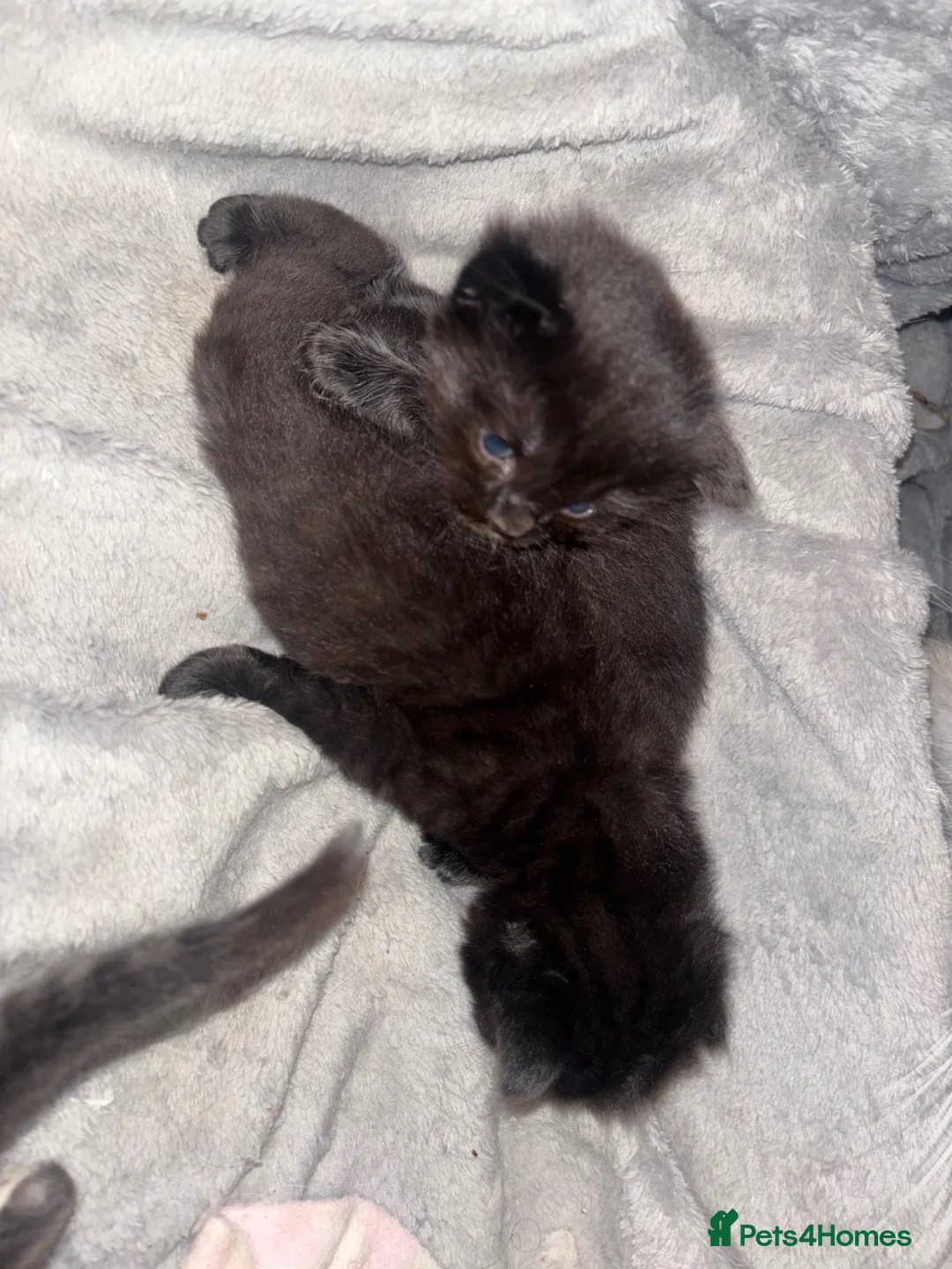 Mixed Breed cats for sale: Half ragdoll kittens  - Advert 2