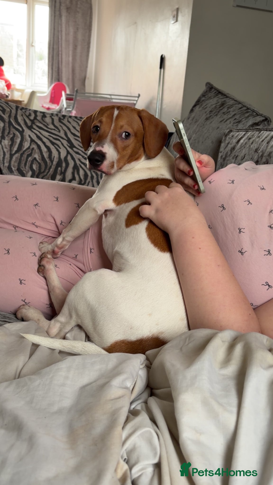 Mixed Breed dogs Rolo  - Advert 2