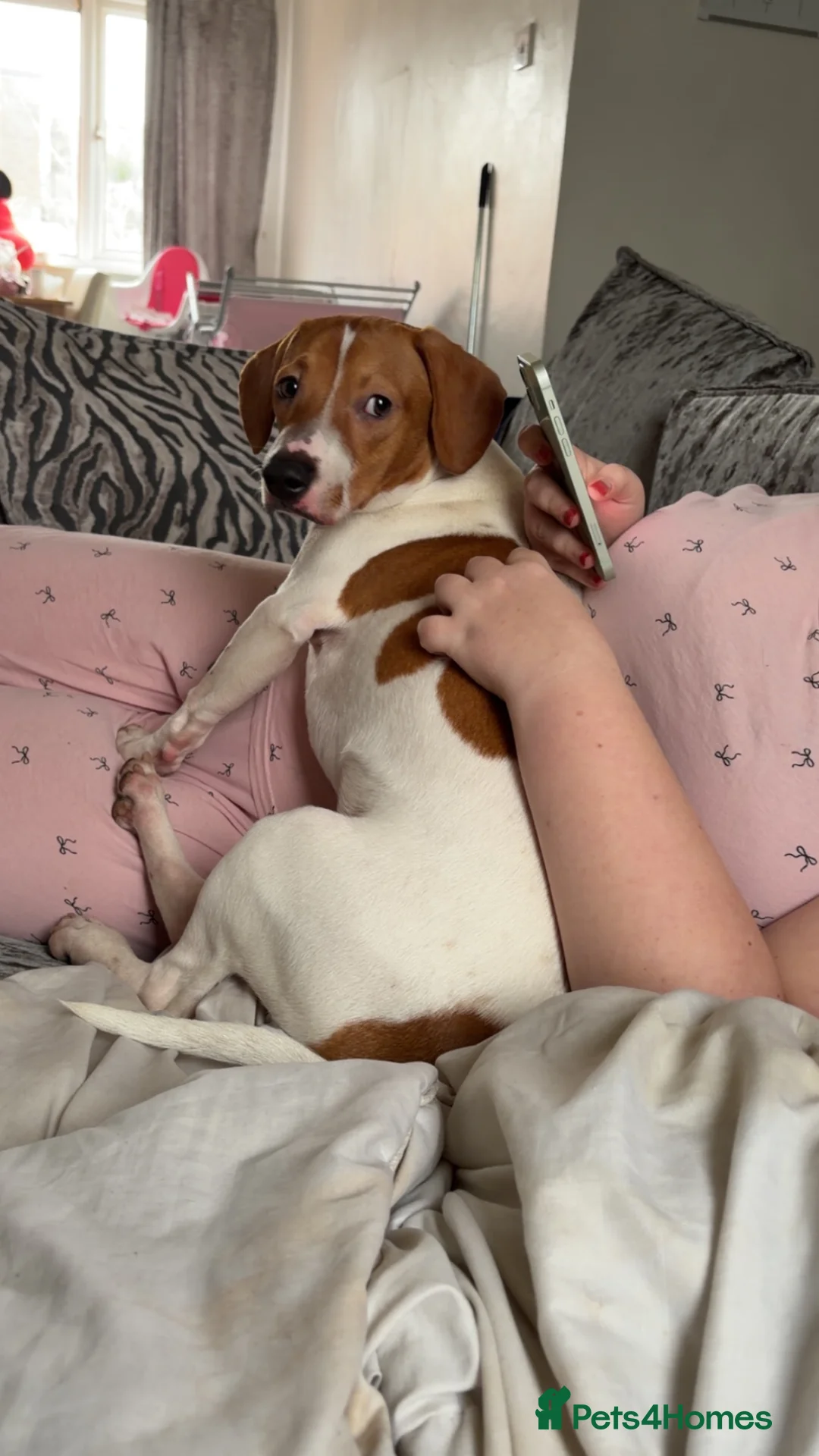 Mixed Breed dogs for sale: Rolo  - Advert 1