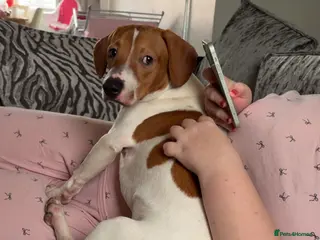 Mixed Breed dogs Rolo - Advert 2