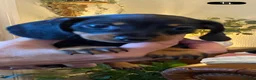 Miniature Dachshund dogs for sale: Adorable kc reg PRA clear miniature dachshunds  - Advert 9
