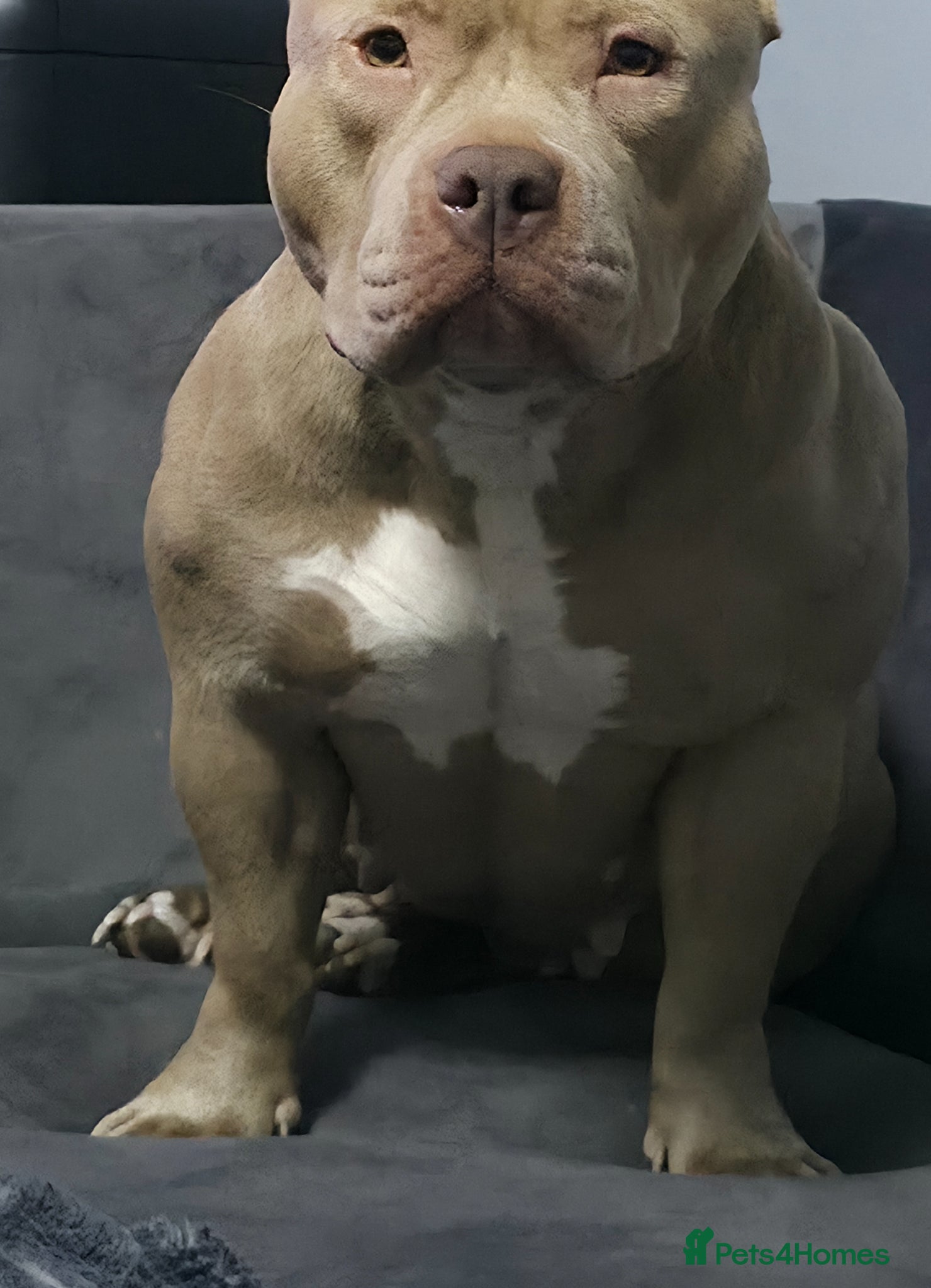 American Bully dogs Exclusive American Bully Pocket Premium Line - Advert 2