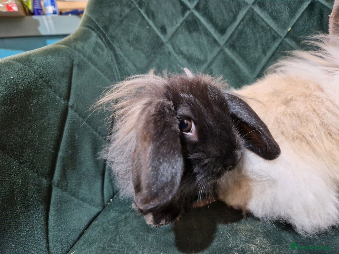 Lionhead rabbits for sale: Lovely little lionhead and lion lops m/f babies  - Image 4
