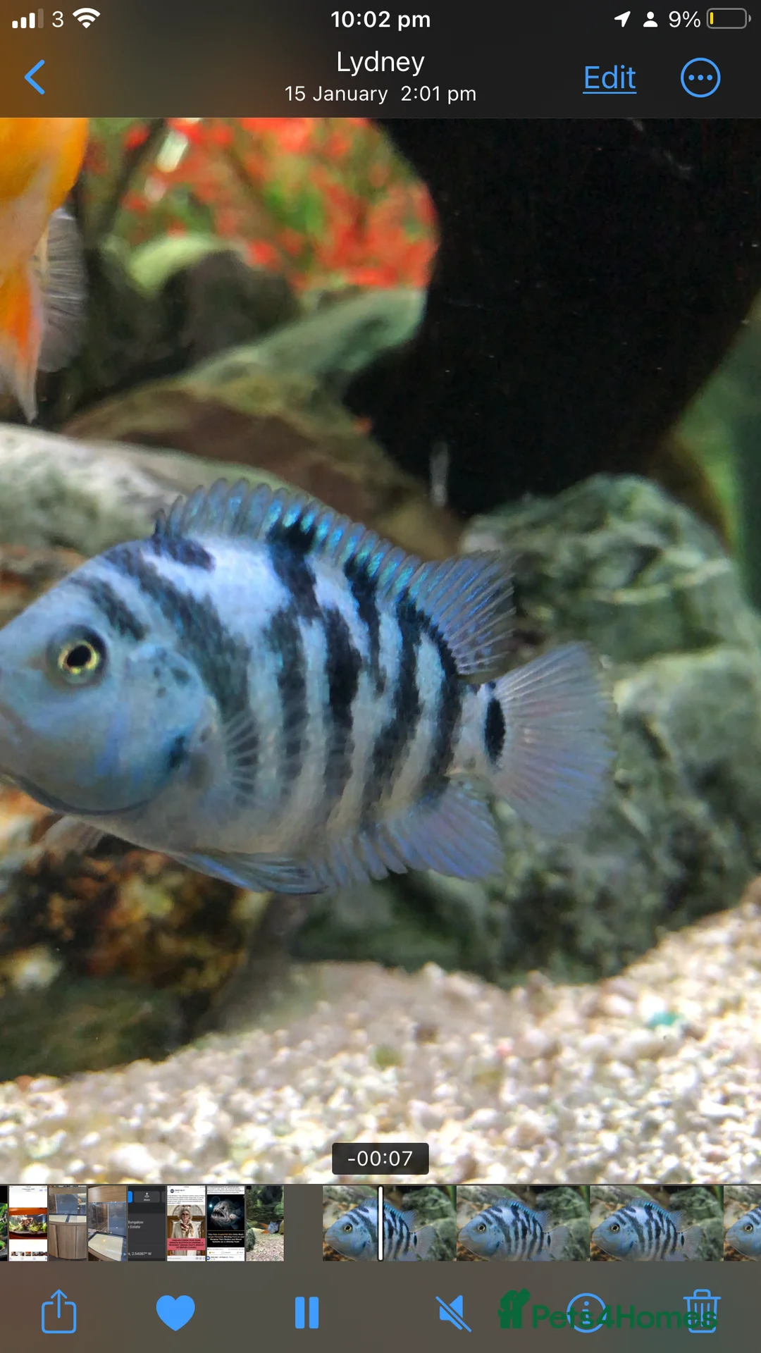 Cichlids fish for sale: Polar parrot fish for sale  - Advert 2