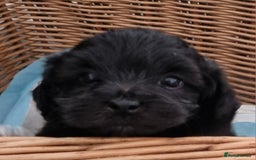Maltipoo dogs for sale: Rare F2 Toy Maltipoos, DNA Clear + Basic Training - Image 23