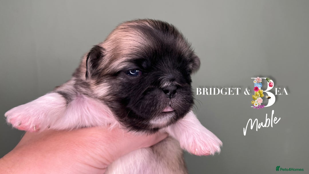 Pekingese dogs for sale: 🩷QUALITY BOYS & GIRLS🩵 - Advert 13