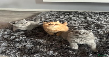 British Shorthair cats - Advert 13