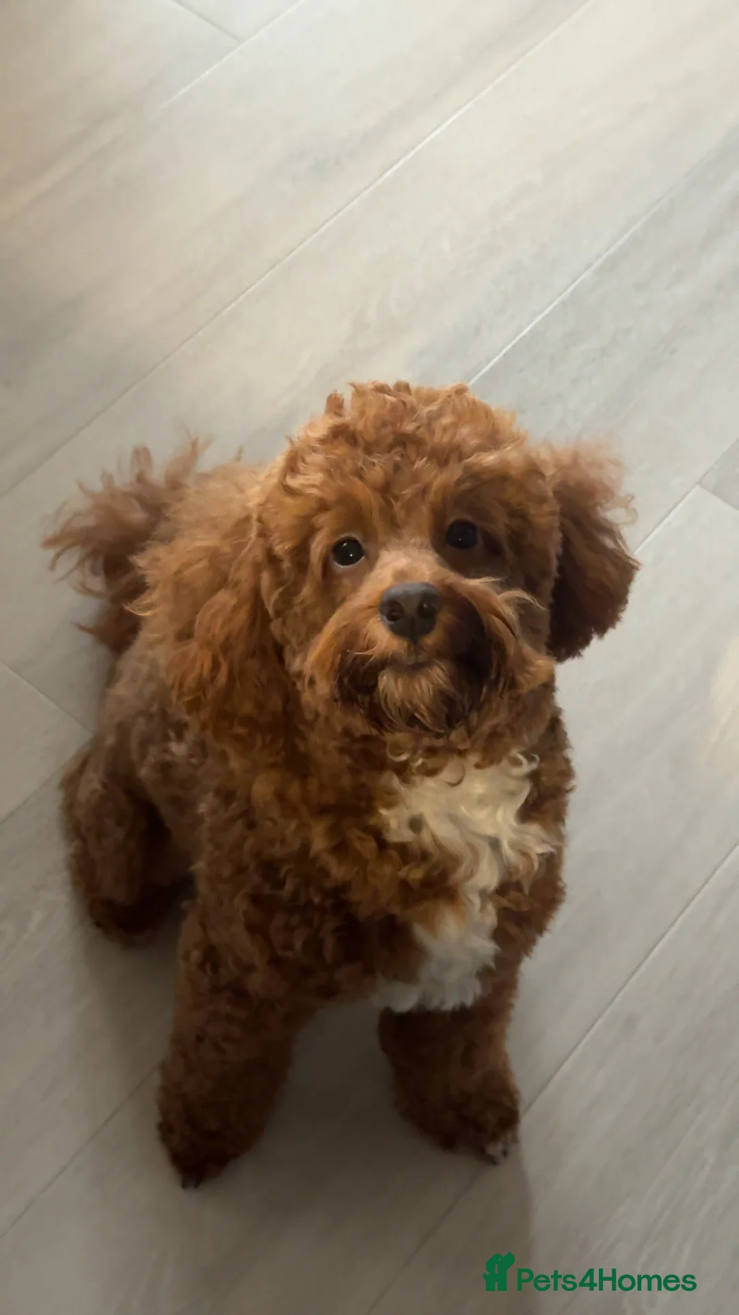 Cockapoo dogs for stud: Miniature 2 year old cockapoo boy ready for stud.  - Advert 3