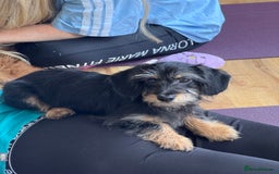 Mixed Breed dogs for sale: Doxiepoo puppies in Tamworth - Image 1