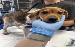 Mixed Breed dogs for adoption: 🥞Pancake🥞is looking for her forever home!  - Image 5