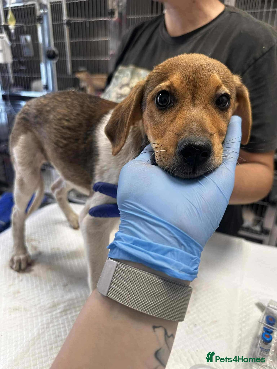 Mixed Breed dogs for adoption: 🥞Pancake🥞is looking for her forever home!  - Image 5