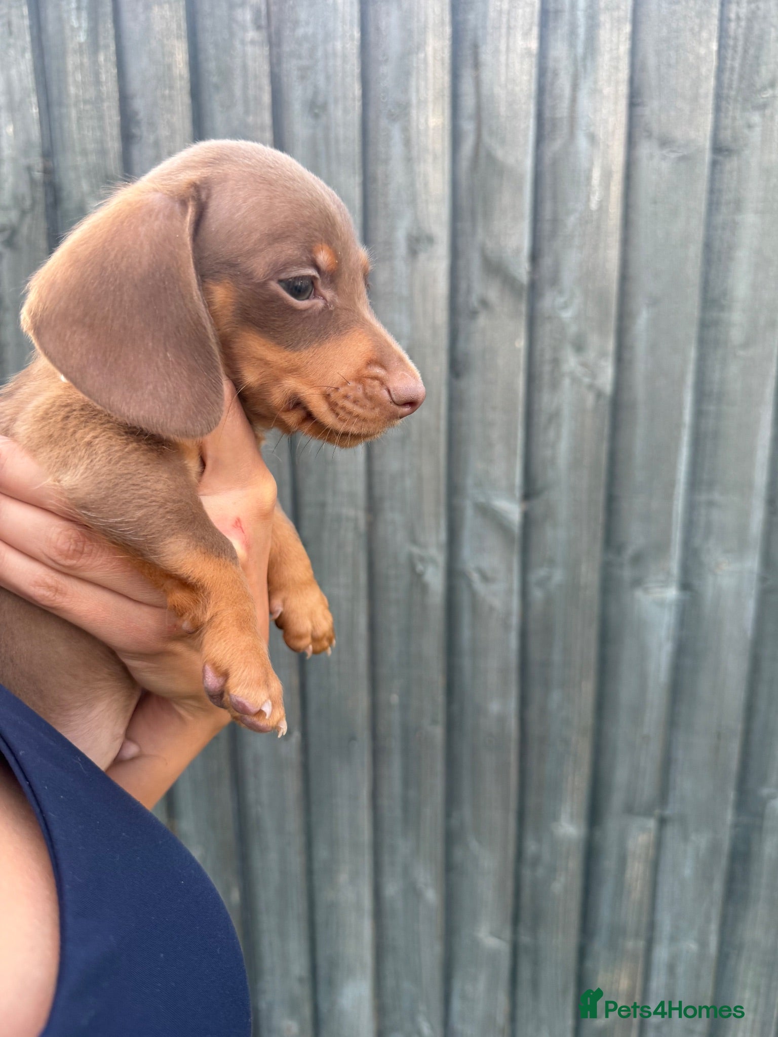 Miniature Dachshund dogs LAST MINIATURE DACHSHUND BOY - Advert 6