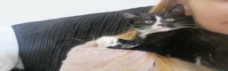 Mixed Breed cats for sale: 2 beautiful kittens ready now in Romsey - Advert 7