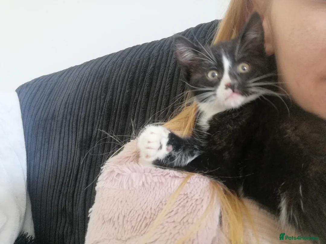 Mixed Breed cats for sale: 2 beautiful kittens ready now in Romsey - Advert 7