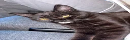 Mixed Breed cats for sale: Mixed british shorthair / domestic long hair  in Pudsey - Advert 4