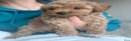 Toy Poodle dogs for sale: Beautiful Poodles - 1 Girl & 1 Boy left  - Advert 10