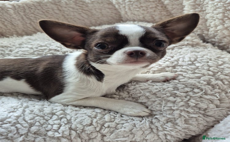 Chihuahua dogs in Dagenham - Advert 5