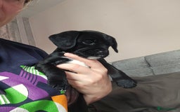 Mixed Breed dogs for sale: Last little girl of the litter left - Image 1