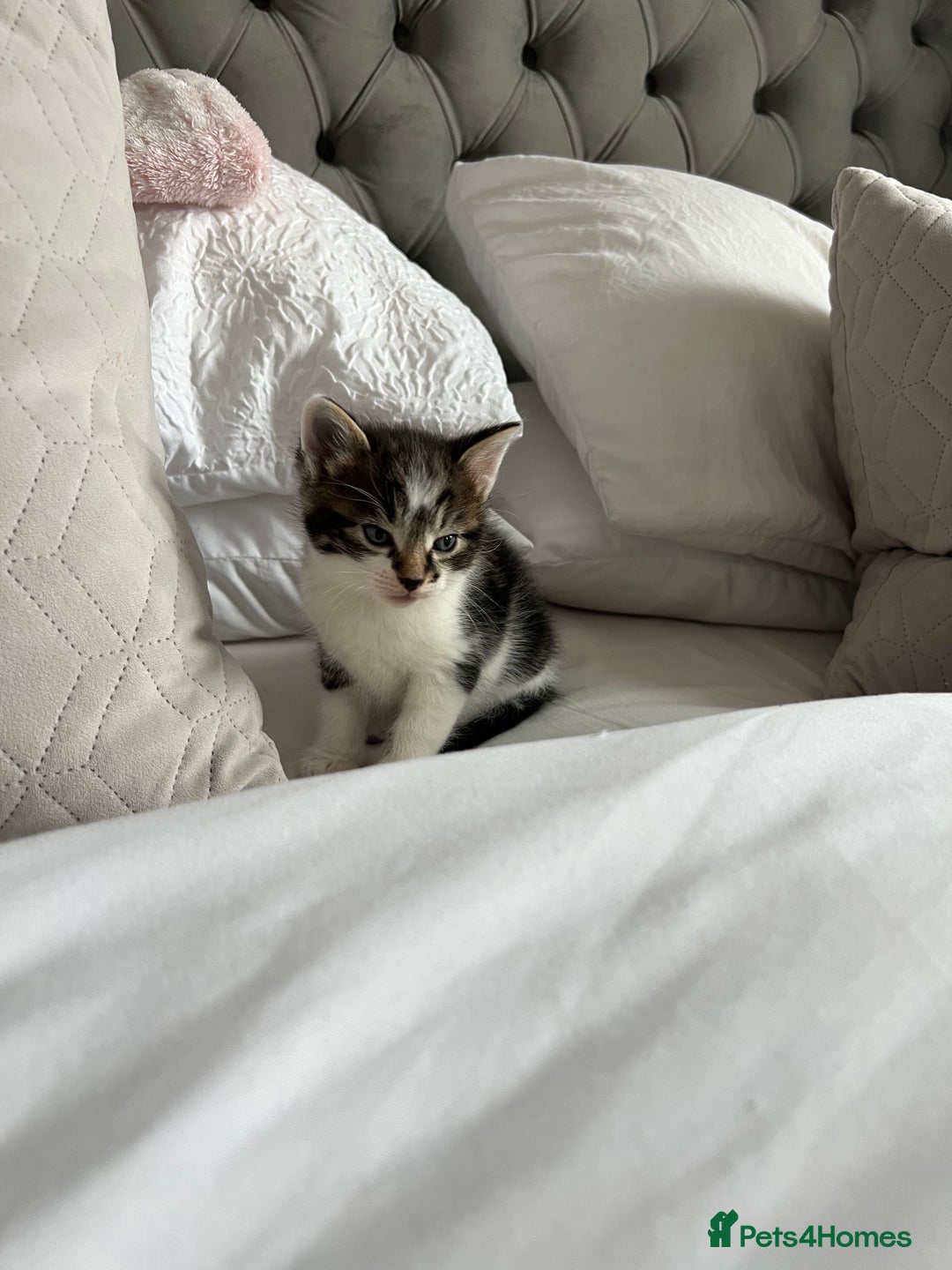 Domestic Shorthair cats for sale: Four beautiful male kittens  - Image 5